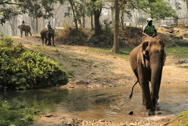Jungle safari elephant ride