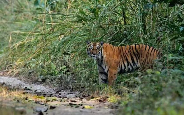 Bengal Tiger