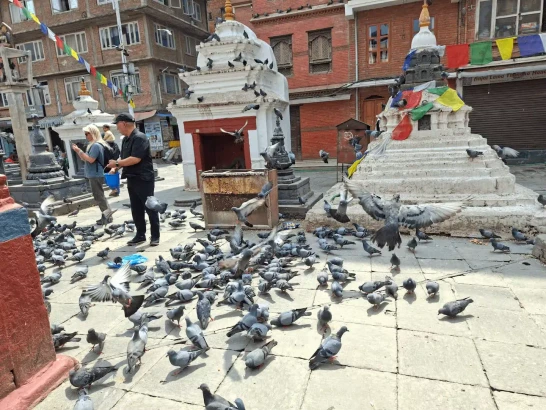 Pigeons being fed at a temple in Kathmandu, Nepal