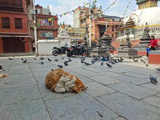 From Sacred Messengers to 'Flying Rats': Why Nepalis Worship Pigeons While Europeans Shoo Them Away