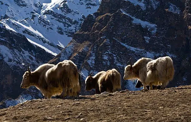 Kang La Pass