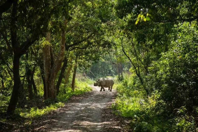 Chitwan Wildlife
