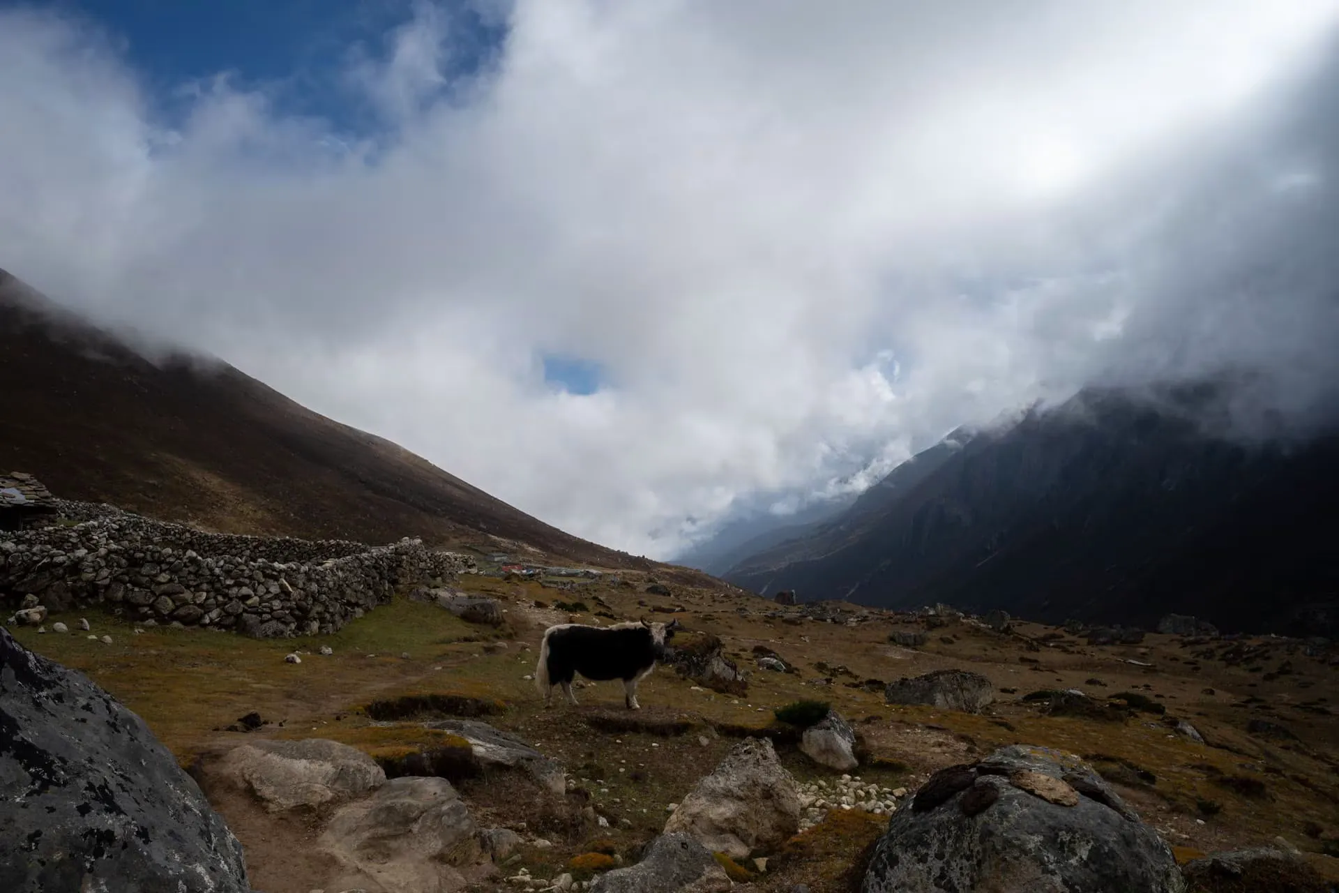 Yak on the Way