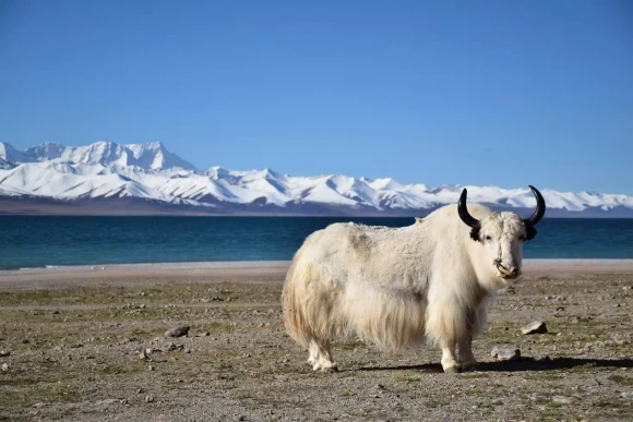 Tibet Tour with Namtso Lake
