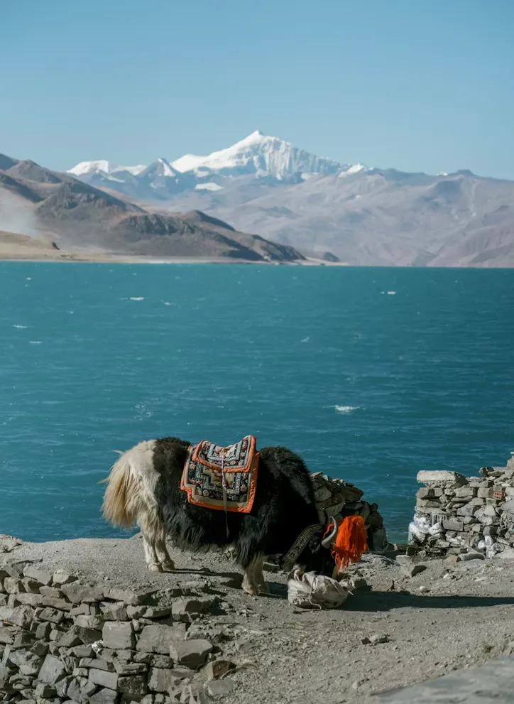 Yak beside the lake